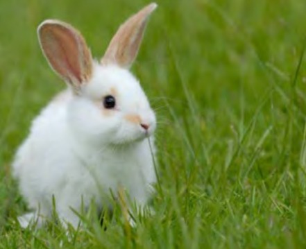 white bunny in grass field