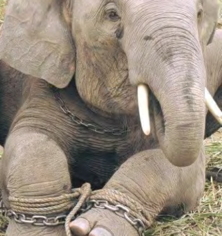 elephant with chains around feet