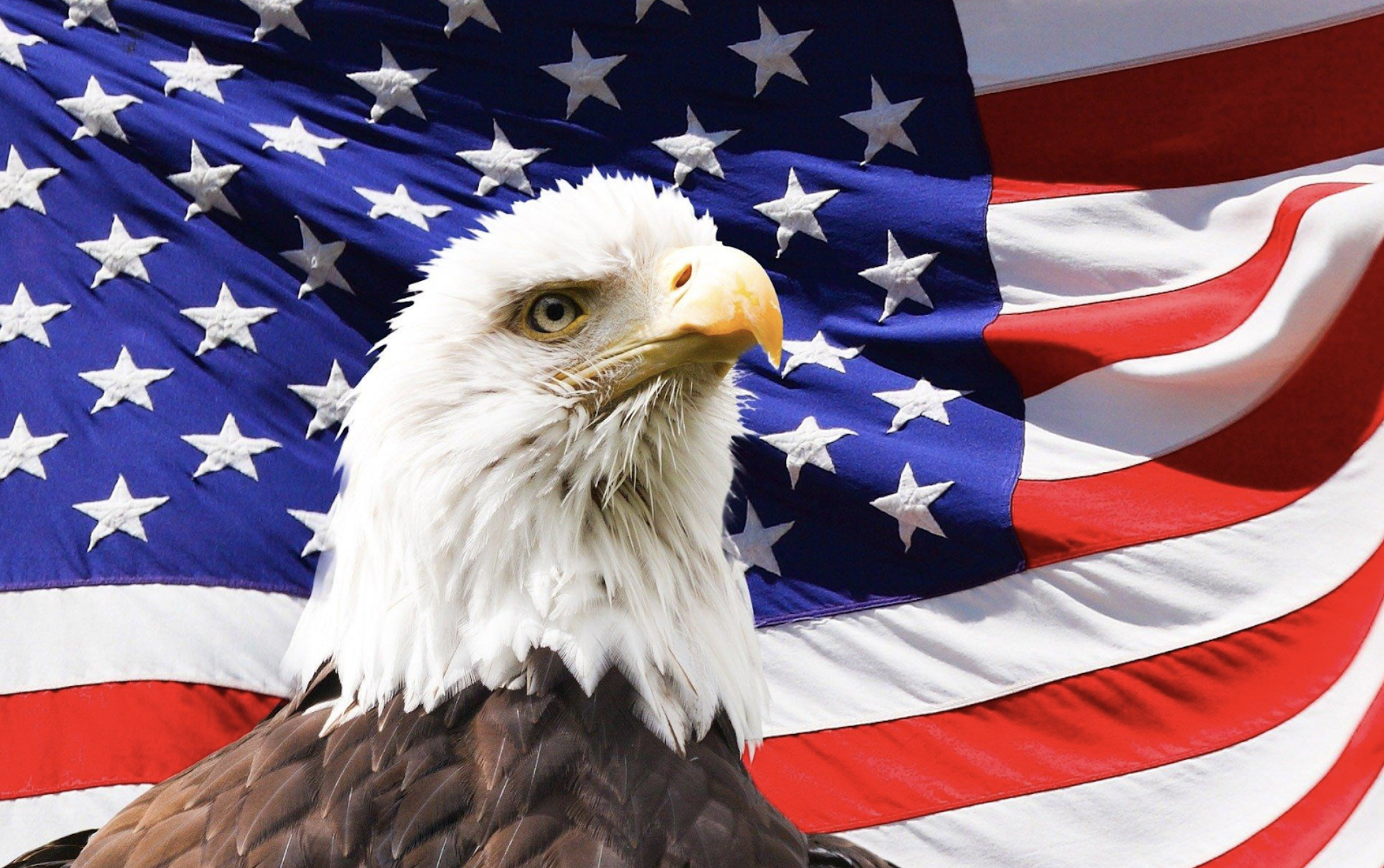 eagle in front of waving american flag