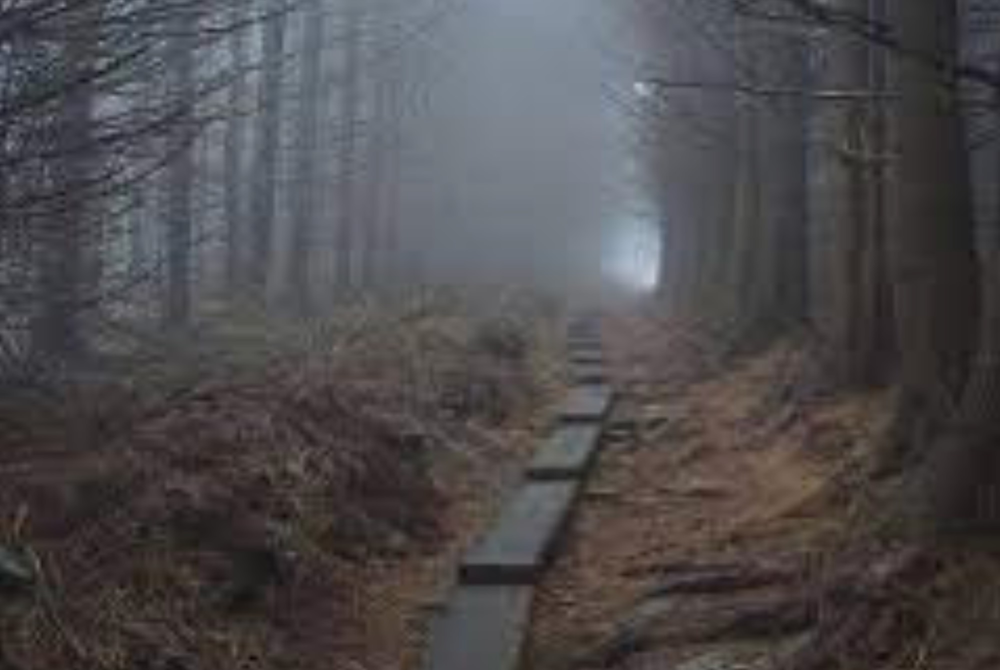 path through foggy woods