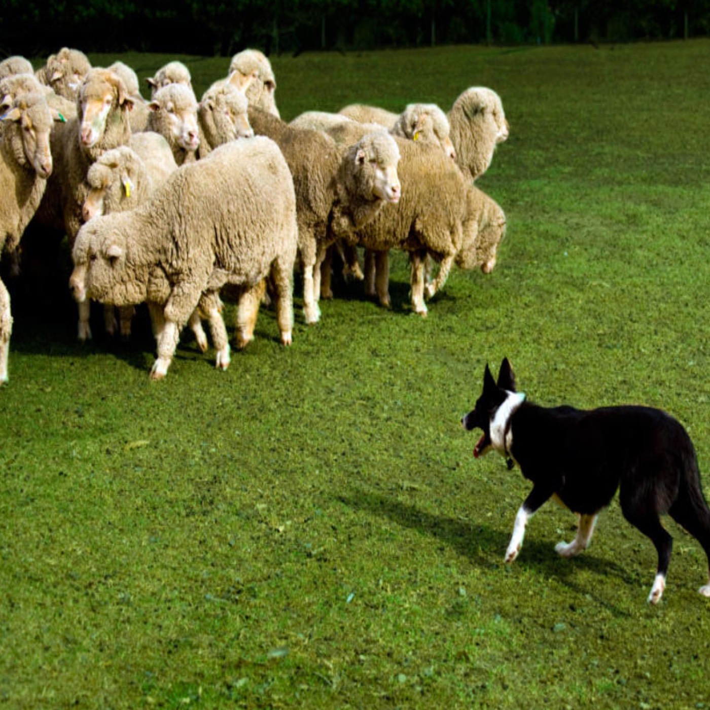 cattle dog herding sheep
