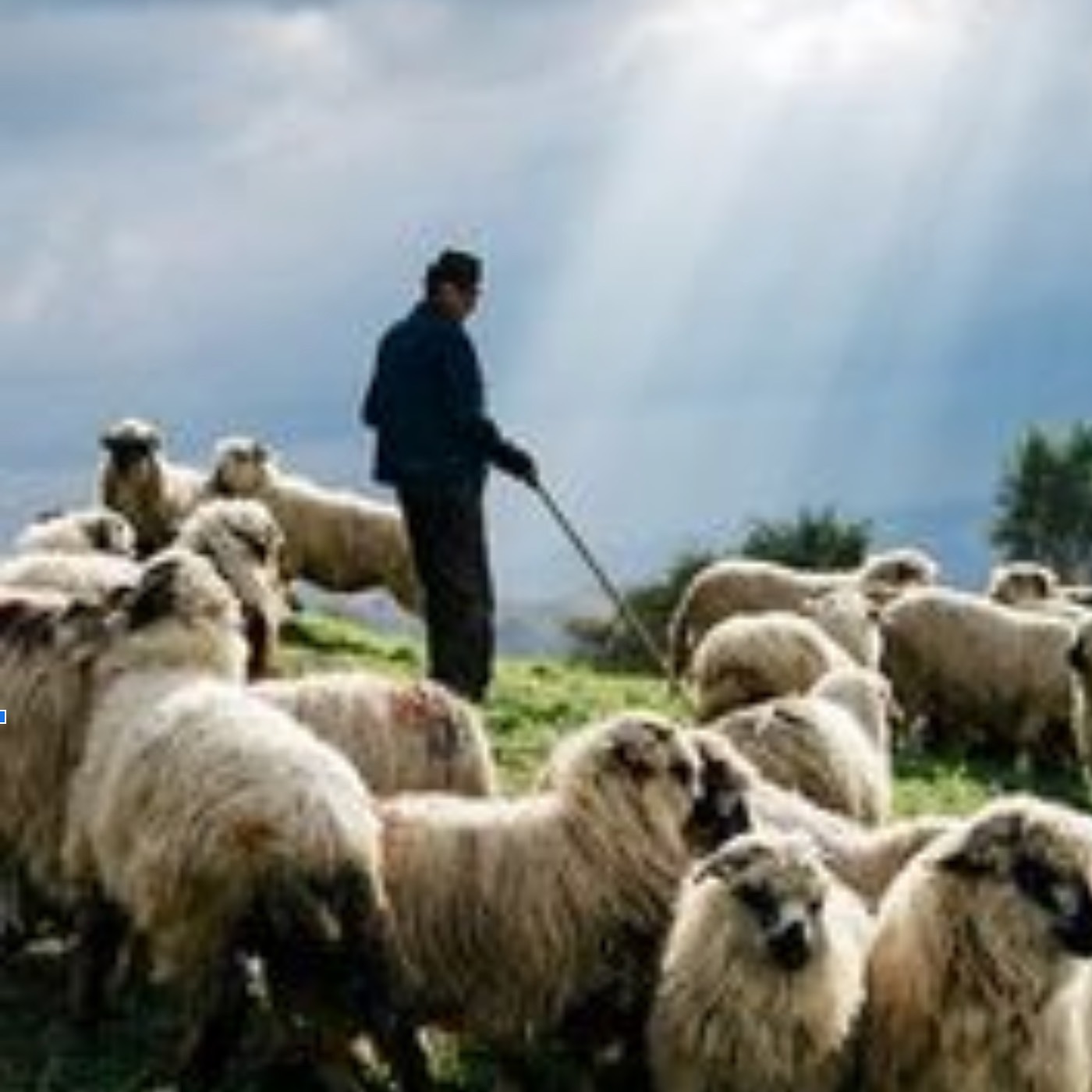 person herding sheep